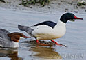 Mergus merganser